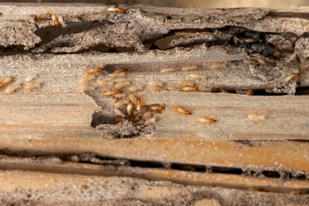 Best Wildlife Control Services  in Mount Vernon, VA