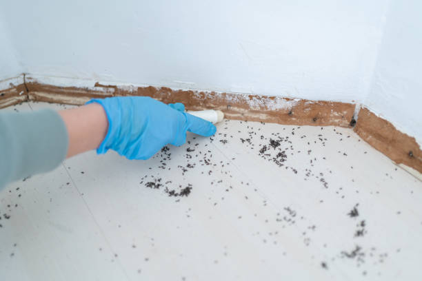  Mount Vernon, VA Pest Control Pros